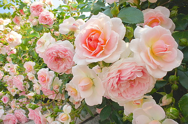 花暦・5月「薔薇（ばら）」～初夏の日差しに、ライトアップに…花の女王に会いに行く