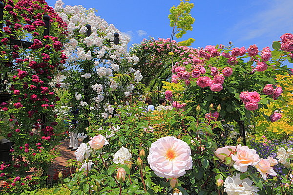 ハイカラな街・横浜に、新たなおススメの薔薇の園