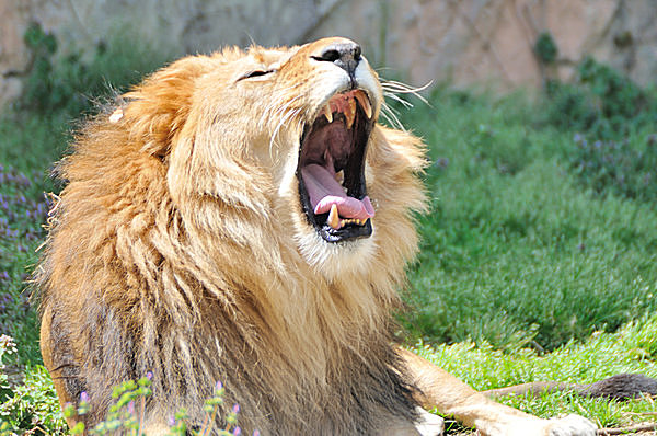 ライオンも大きなあくびでリフレッシュ？