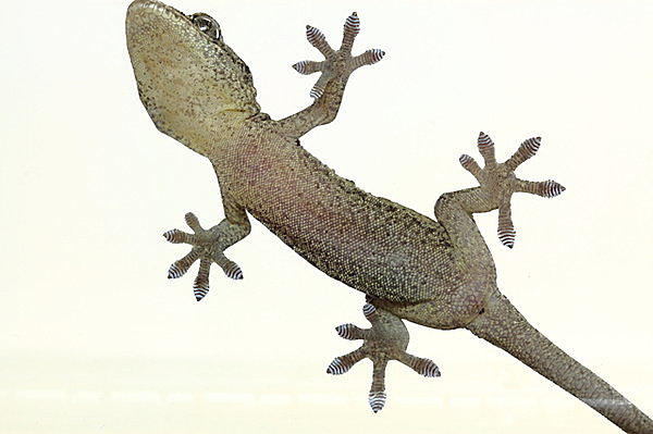 ヤモリ 沖縄のヤモリとは？ほかの県のものとはどう違うのか