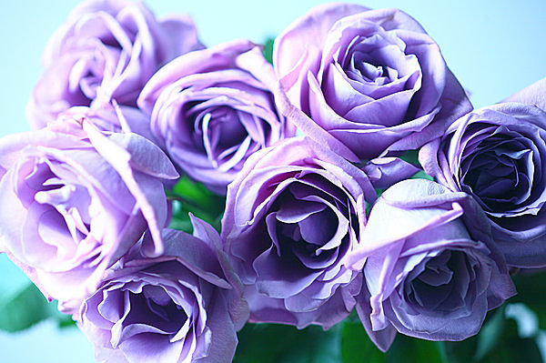 青いバラ の花言葉が 不可能 から 夢 かなう に Tenki Jpサプリ 16年05月28日 日本気象協会 Tenki Jp