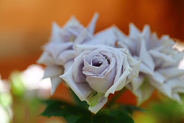 青いバラ の花言葉が 不可能 から 夢 かなう に 季節 暮らしの話題 16年05月28日 日本気象協会 Tenki Jp
