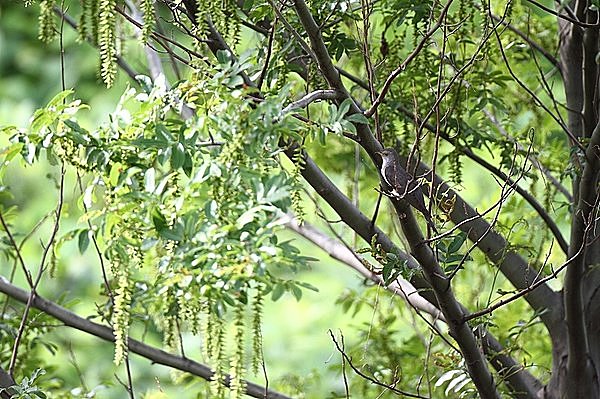 万物次第に長じて満つるころ…二十四節気「小満（しょうまん）」_画像