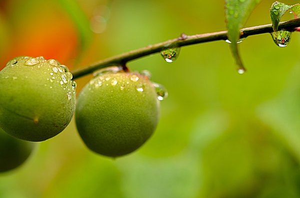 梅の実の熟す頃～6月10日「入梅（にゅうばい）」、そして「梅酒の日」