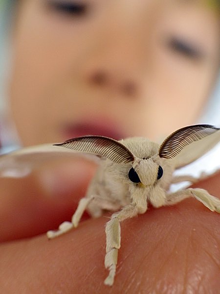 ひんやり可愛いカイコが起きて桑をはむ 蚕起食桑 かいこおきてくわをはむ 季節 暮らしの話題 16年05月22日 日本気象協会 Tenki Jp