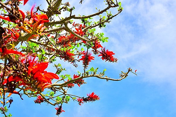 デイゴの花はもう開花しました。