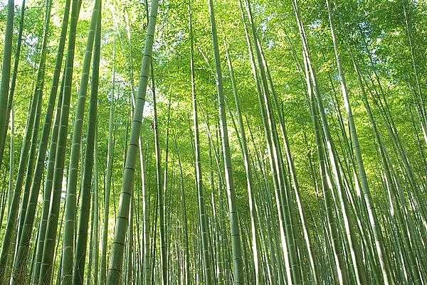 青々と伸びゆく竹。この生命力に生かされています