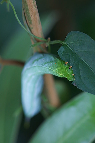 キイロスズメの幼虫。毛虫じゃなくてイモムシです