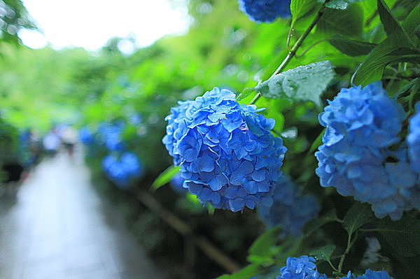 6月の詩歌　──　夏の気配が濃厚に、あるいはほのかに……