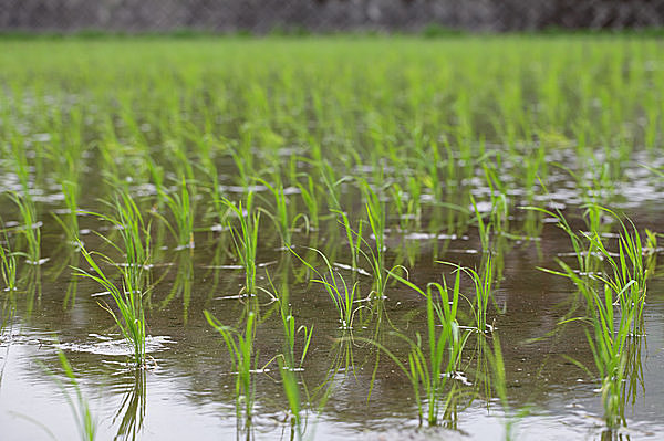 田植のすんだ雨模様の水田