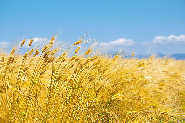 七十二候 麦秋至 むぎのときいたる 麦が黄金に実るころ Tenki Jpサプリ 16年06月01日 日本気象協会 Tenki Jp