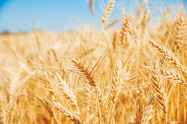 麦畑をさわさわとわたる初夏の爽風に、金色に実った麦穂が揺れます