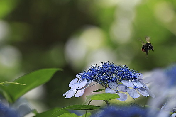 世界はムシが支配している!? 6月4日は「虫の日」です