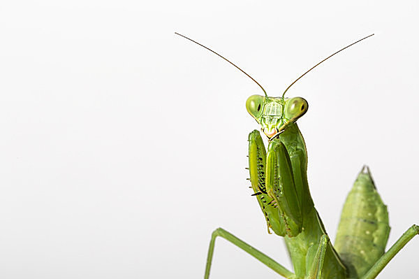 聖なる虫のカマキリが悪役になったワケ 七十二候 蟷螂生 かまきりしょうず Tenki Jpサプリ 16年06月07日 日本気象協会 Tenki Jp