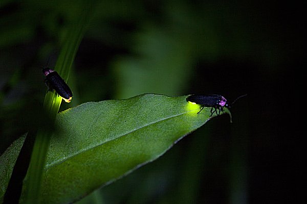 成虫の寿命は一週間ほど。虫生（人生）最後の輝きです