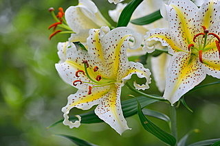 花暦　夏の野に貴婦人のごとく凛と咲く花～「百合」