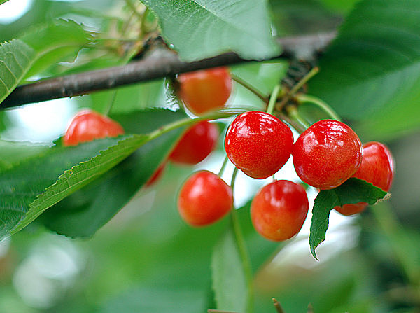 太宰治の忌日にあたる「桜桃忌」　 ゆかりの地で、その生涯をたどる