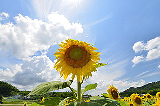 これからの季節は要注意！ 熱中症の症状と対策