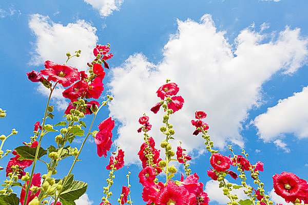 雨空にすっくと立つ名花・タチアオイは癒しと希望の魔法薬！(季節 ...