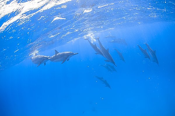 イルカは群れで行動する。写真はハシナガイルカ
