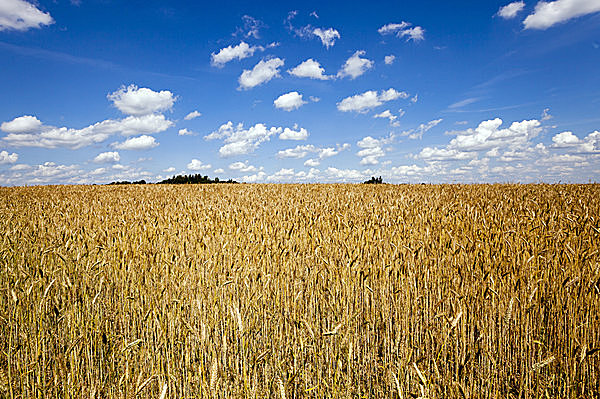 小麦の収穫は初夏