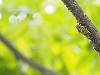 カナカナカナと朝に夕に鳴く夏の歌い手は？七十二候「寒蟬鳴（ひぐらしなく）」