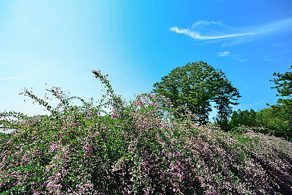 カナカナカナと朝に夕に鳴く夏の歌い手は？七十二候「寒蟬鳴（ひぐらしなく）」_画像