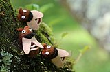 北米でセミが大発生!! 数十億匹の大合唱で電話の声も聞こえない!!