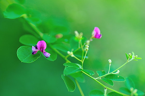 薄（すすき）をはじめ萩、撫子など秋の草花も咲き始めて