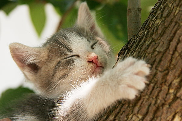 キウイの木ではないようですが幸せそうな猫