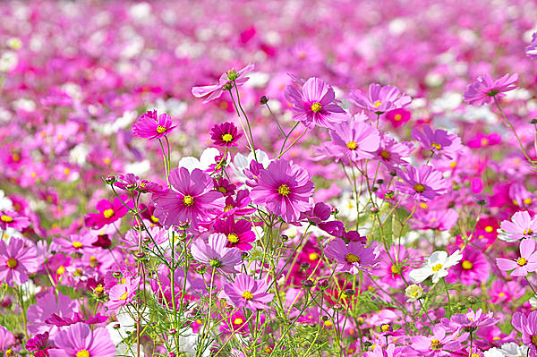 秋桜」と書いて「コスモス」と読ませたのは、あの歌がはじまりでした ...