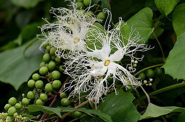 涼やかなカラスウリの花の観賞によい季節です