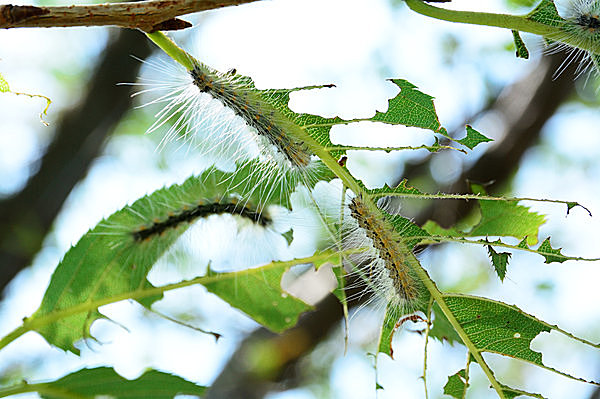街路樹の葉がスカスカに アメリカシロヒトリの幼虫が大発生したら Tenki Jpサプリ 16年09月04日 日本気象協会 Tenki Jp