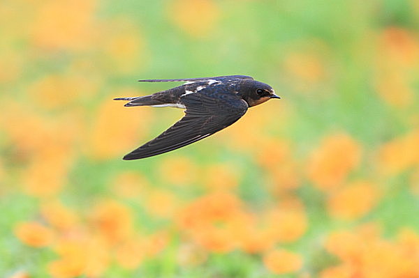 七十二候「玄鳥去(つばめさる)」9月17日～21日　つばめ旅立ち秋深まる頃