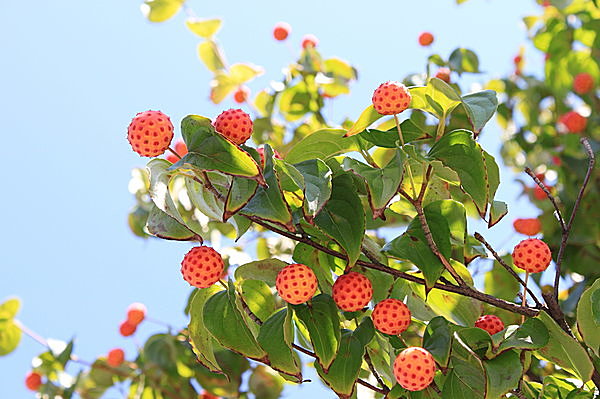 9月に甘くてかわいい実をつける ヤマボウシ その魅力をご存じですか 季節 暮らしの話題 16年09月18日 日本気象協会 Tenki Jp