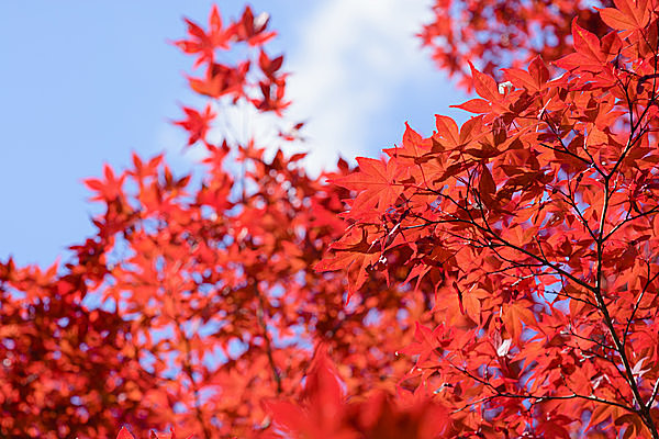 紅葉は赤い色素アントシアンの増加によって起こる