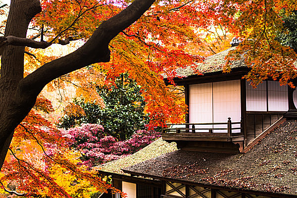 園内のそこかしこで鮮やかな色に染まる紅葉