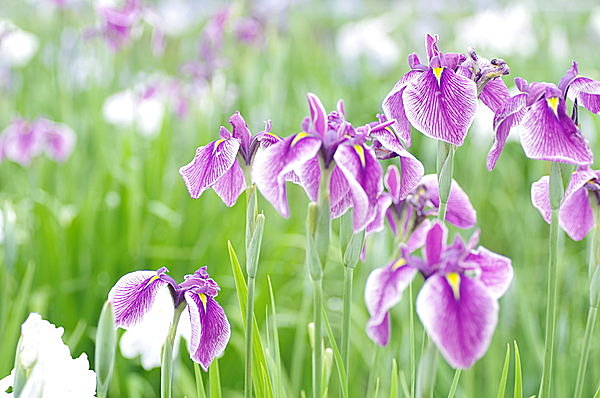 画像は６月頃に満開を迎えた花菖蒲。今の時季はどんな秋の花々が咲いているかな？