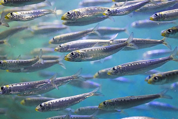 10月4日はイワシの日 水族館でいちばん美しい魚はイワシです たぶん 季節 暮らしの話題 16年10月04日 日本気象協会 Tenki Jp