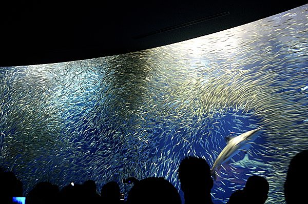 10月4日はイワシの日 水族館でいちばん美しい魚はイワシです たぶん Tenki Jpサプリ 16年10月04日 日本気象協会 Tenki Jp