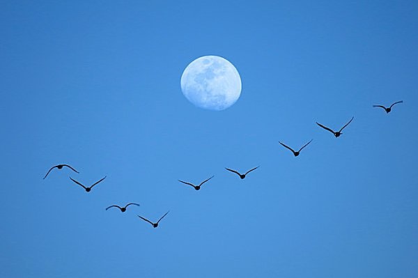 「渡り鳥早き年は雪多し」