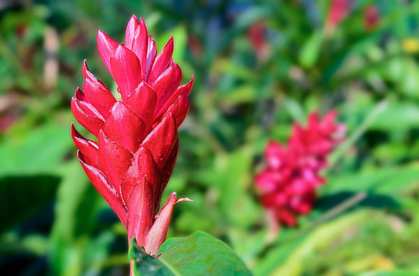 ▲レッドジンジャーの花