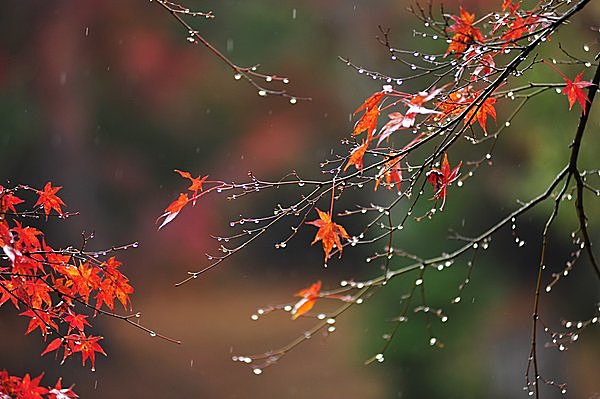 七十二候＜霎時施〜こさめ ときどきふる〜＞ひと雨ごとに 心しぐれて 秋は逝く