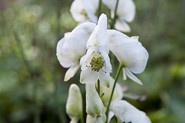 植物界最強の毒花 トリカブト 秋の散策では美しい花にご注意を Tenki Jpサプリ 2016年10月12日 日本気象協会 Tenki Jp