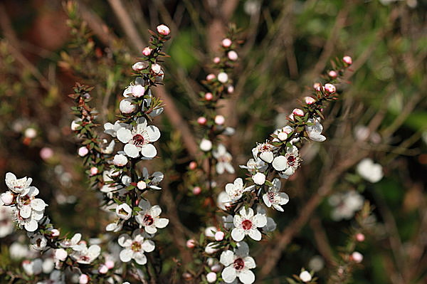 マヌカの花