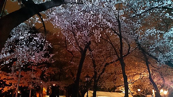 桜の開花 満開予想発表 桜の宵 東京九段下 靖國神社 で幽玄の世界を楽しんでみませんか Tenki Jpサプリ 15年03月05日 日本気象協会 Tenki Jp