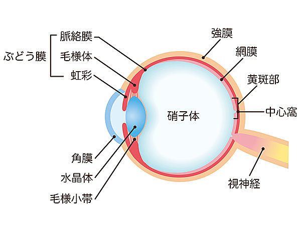 毛様体（筋）が水晶体を引っ張ったり緩めたりしてピントを調節します