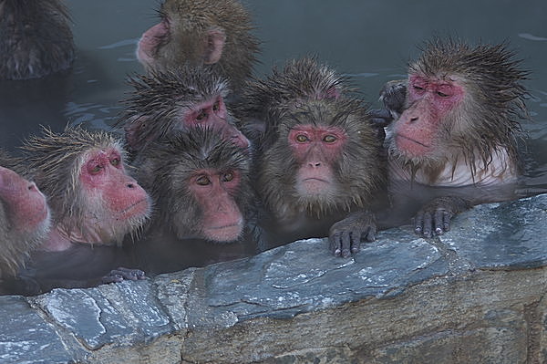 【函館市熱帯植物園】／サルが温泉でまったり～。外国人にも人気の“温泉ザル”!!