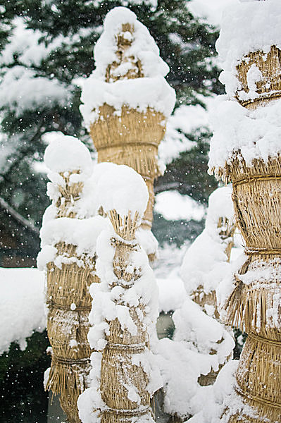 「こも」が雪から守っています。