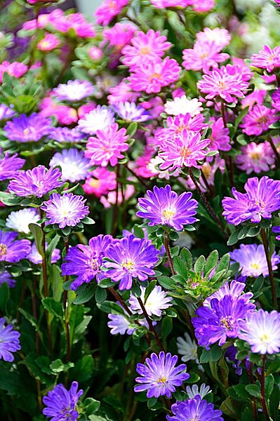 これぞデカダンス 霜枯れの菊を愛した平安貴族の美意識とは Tenki Jpサプリ 16年10月29日 日本気象協会 Tenki Jp